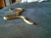 dsc00067_t1.jpg