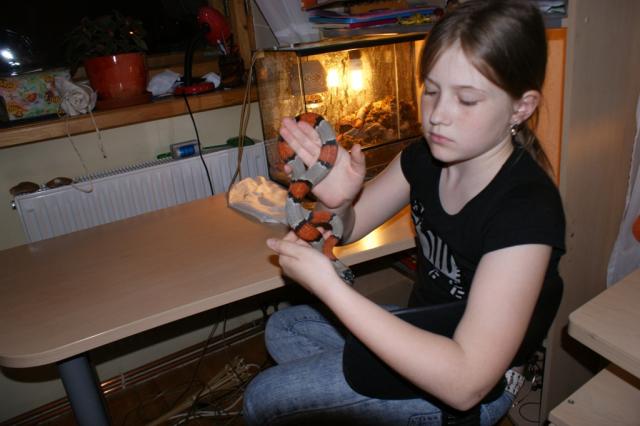 Lampropeltis