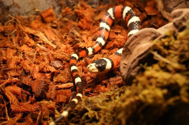 Lampropeltis