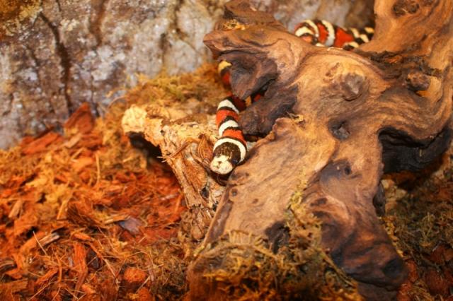 Lampropeltis