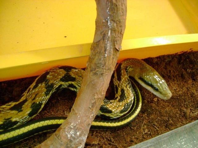 Taivanas