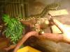 dsc02572gg_t1.jpg