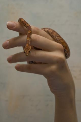 P. guttata