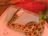 dsc04020_t1.jpg