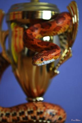 Pantherophis guttata
