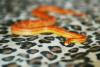 dsc_0715_t1.jpg