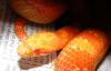 dscf0452_t1.jpg