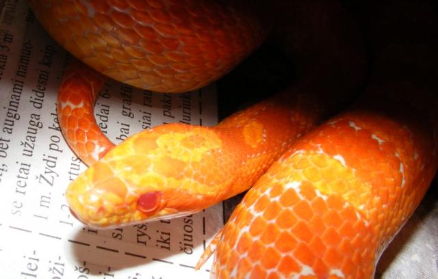 P. guttatus
