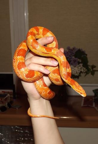 P. guttatus