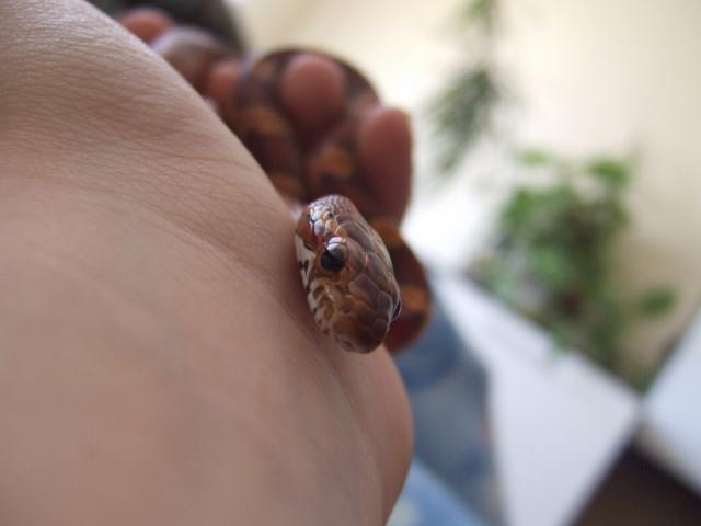 Pantherophis guttata