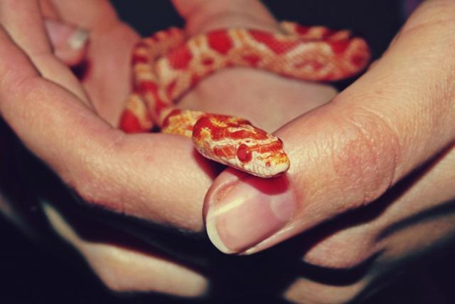 Slikas