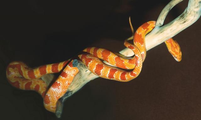 Slikas