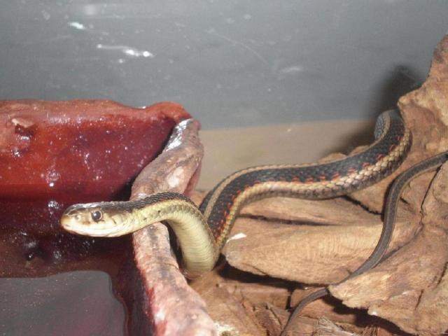 Thamnophis sirtalis