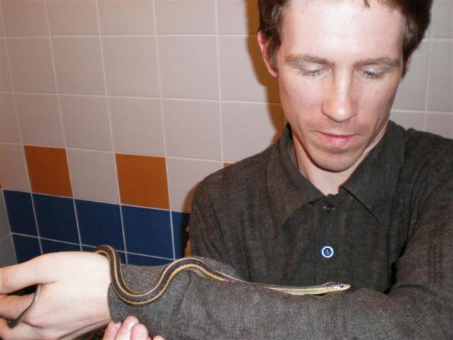 Thamnophis sirtalis