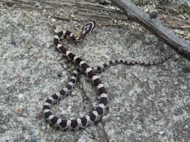 Pantherophis guttatus 30 cm ilgio