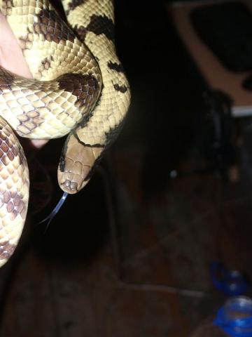 Hydrodynastes gigas