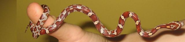 elaphe guttata
