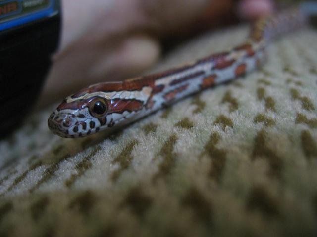 elaphe guttata