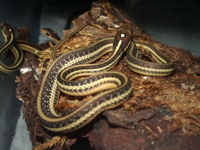 Thamnophis proximus
