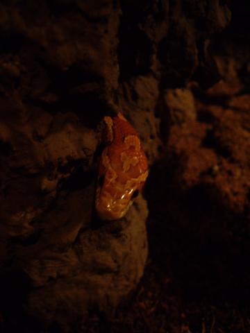P. guttatus 