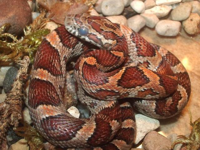 P. guttata