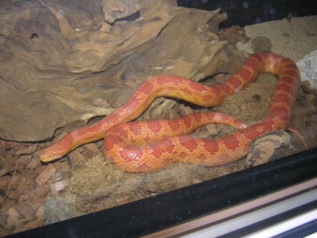 Kukurūzas
