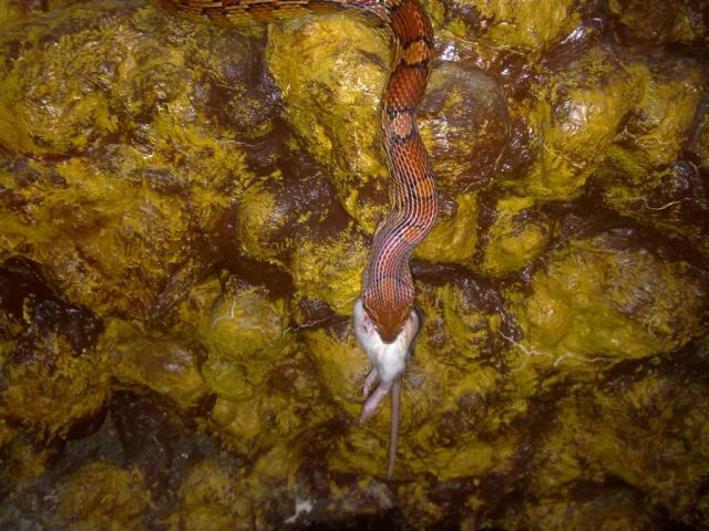 P guttatus