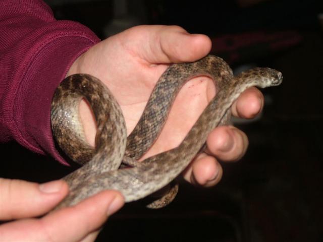 Madagascarophis meridionalis
