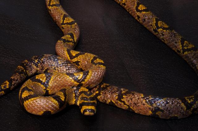 Euprepiophis mandarinus 1