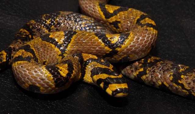 Euprepiophis mandarinus 2