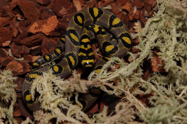 Euprepiophis mandarinus