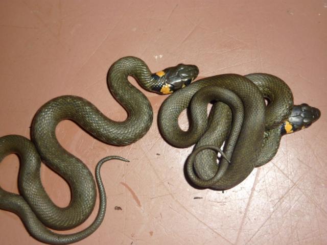 natrix-natrix