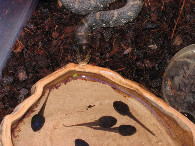 Nerodia fasciata