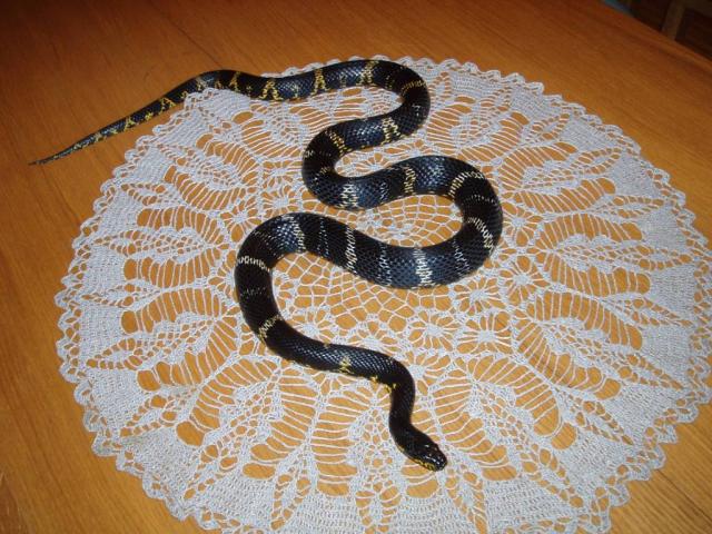 Elaphe schrenkii 