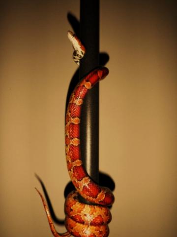 P.guttatus