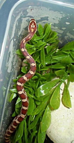 Pantherophis guttatus