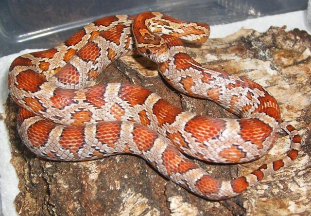 P. guttatus