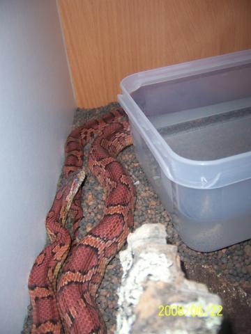Pantherophis guttatus