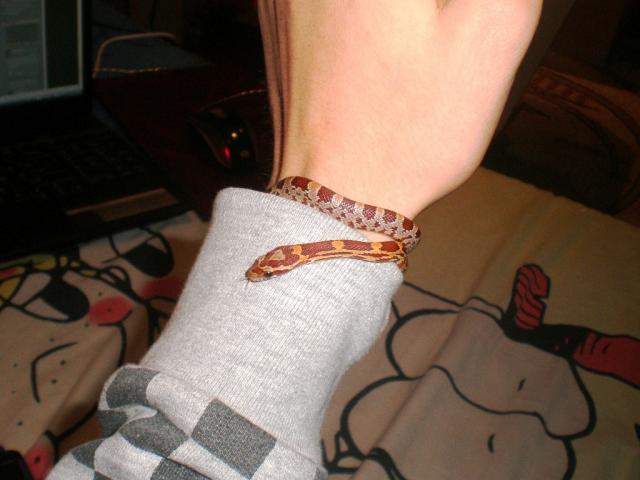 Pantherophis guttata