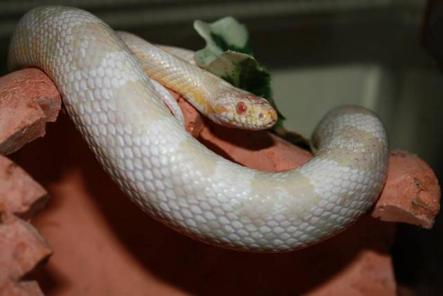Pantherophis guttatus