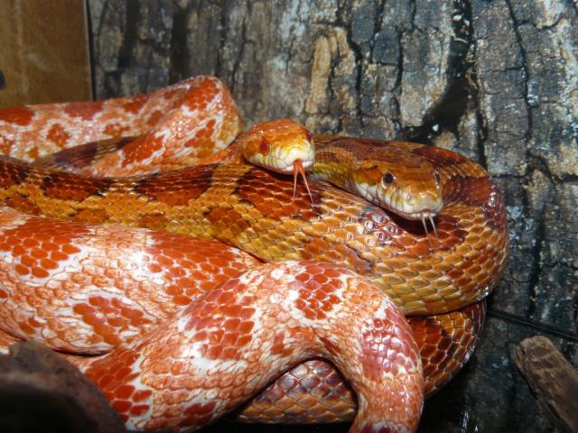 Pantherophis guttatus