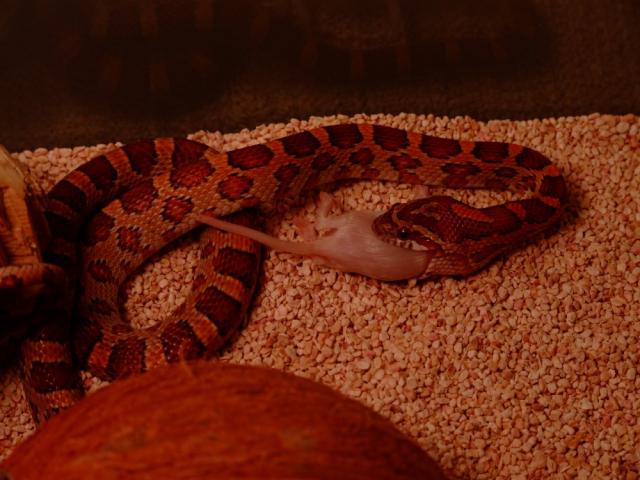 Elaphe guttata