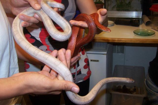 Pantherophis guttatus
