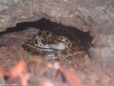 Elaphe taeniura friesei 1-3.jpg