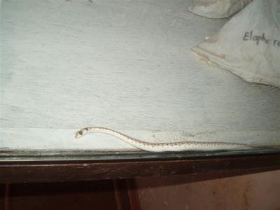 Egipte9:zaltys (elaphe genties).