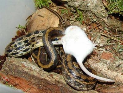 Elaphe taeniurus frisei