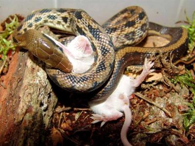 Elaphe taeniurus frisei 2