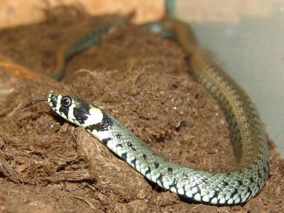 Natrix natrix