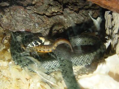 Natrix natrix vs Triturus vulgaris