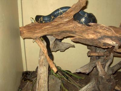 Elaphe schrenkii 2